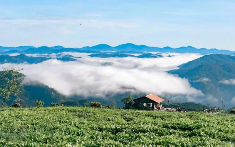 Cầu Đất Tea Hill